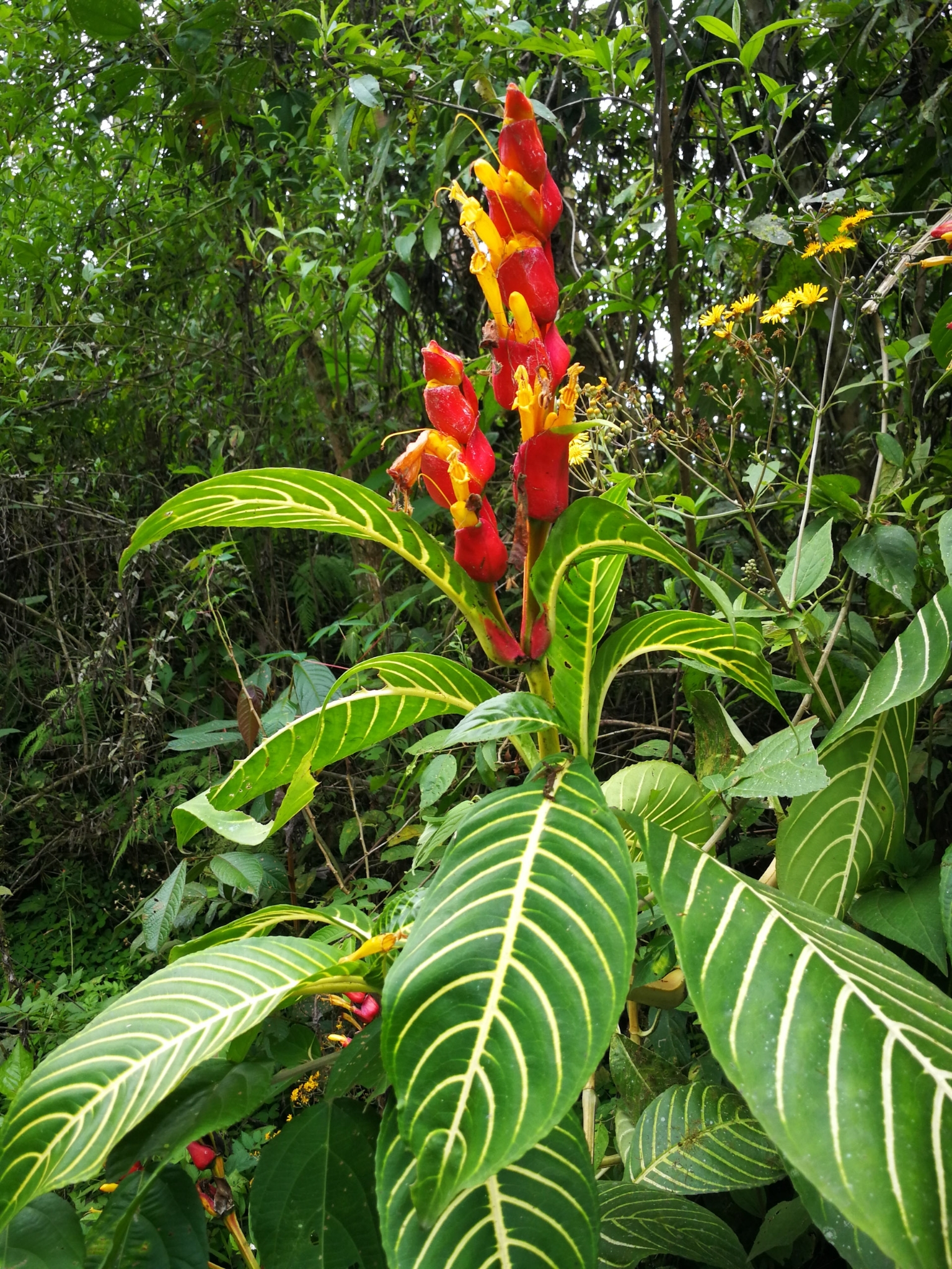 Sanchezia oblonga