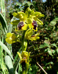 Ophrys lutea galilaea