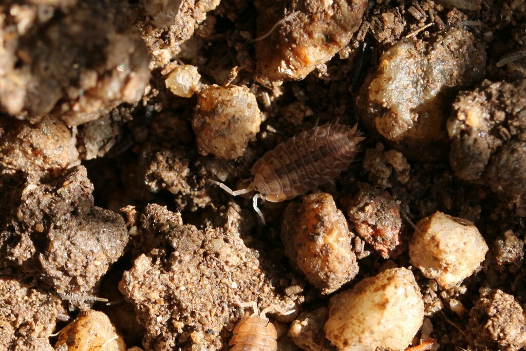Lucasius pallidus