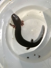 Necturus mounti