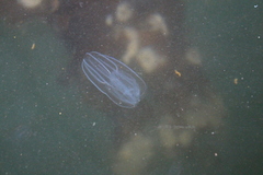 Bolinopsis microptera