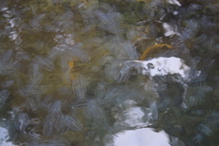 Bolinopsis microptera