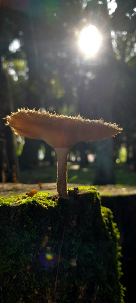 Lentinus berteroi · February 2025 · photo: © rafaperazzolo (iNaturalist, cc-by)