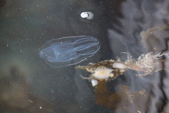 Bolinopsis microptera