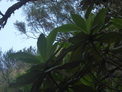 Digitalis sceptrum