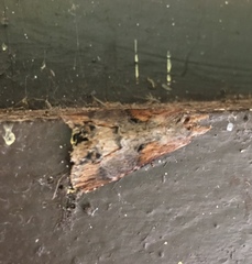 Dasylophia thyatiroides