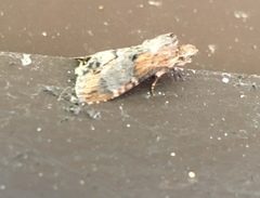 Dasylophia thyatiroides