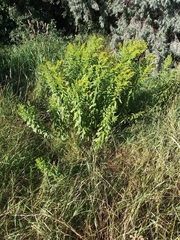 Solidago