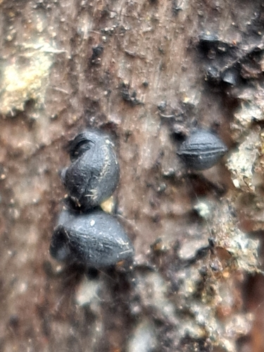 Lophium, 2025-02-16
