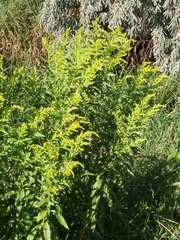 Solidago