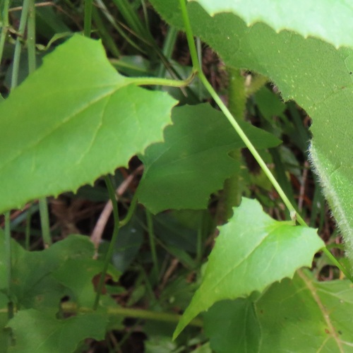Foto de Flor-das-almas