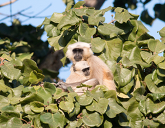 Semnopithecus schistaceus