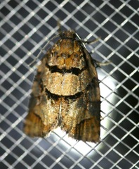 Archips alberta
