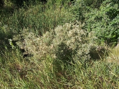 Salix exigua