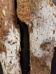 Botryobasidium subcoronatum