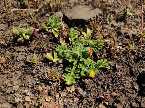 Image of Grangea maderaspatana by no rights reserved