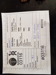 Botryobasidium subcoronatum