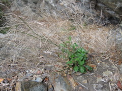 Pachycladon cheesemanii