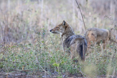 Canis aureus indicus