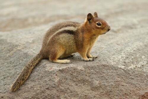 Cascade Golden-mantled Ground Squirrel (Callospermophilus saturatus), a species recorded in Washington