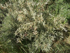 Salix exigua