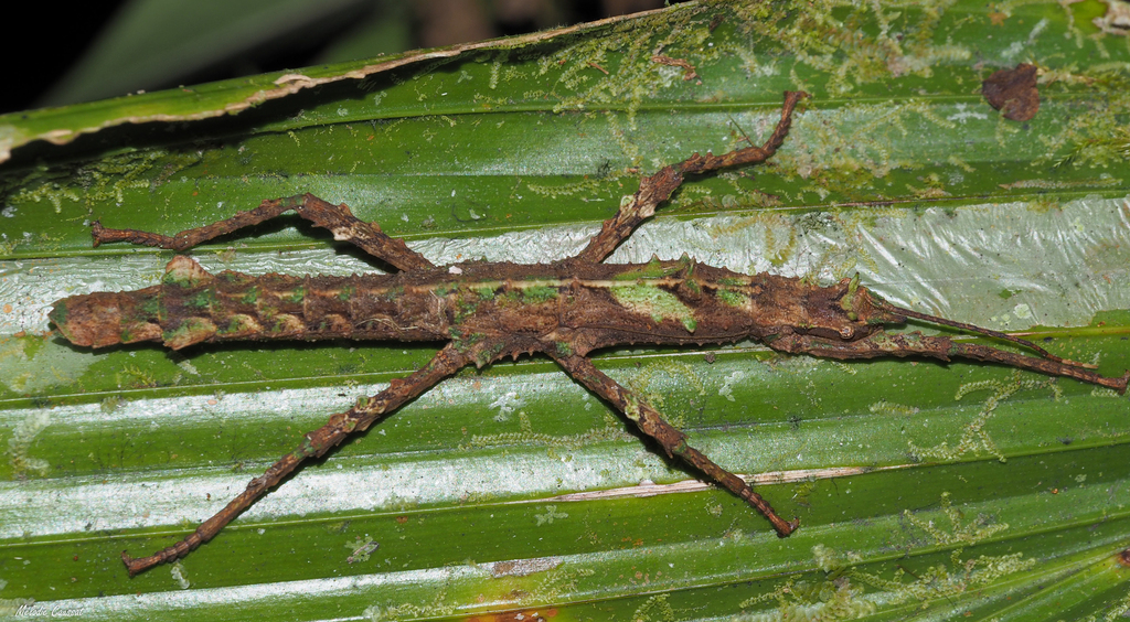 Lamponius lethargicus