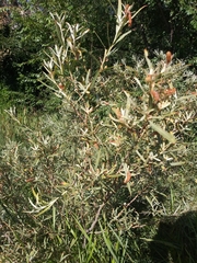 Salix exigua
