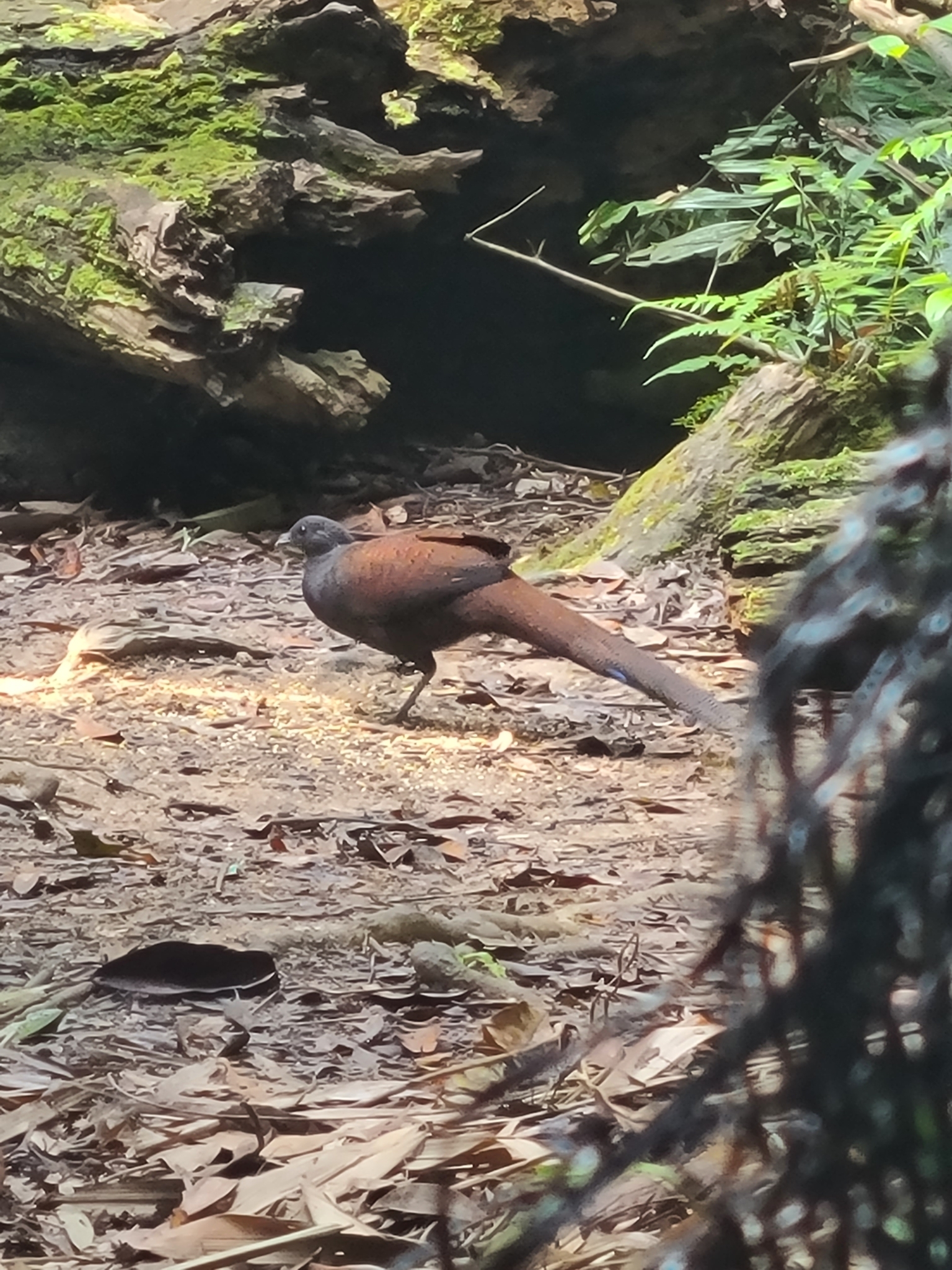 Mountain Peacock-Pheasant (Polyplectron inopinatum), photo 1