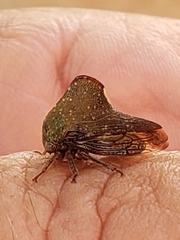 Telamona monticola
