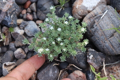 Euploca confertifolia