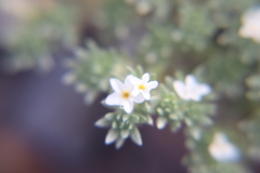 Euploca confertifolia