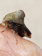 Telamona monticola