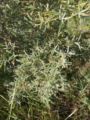 Salix exigua