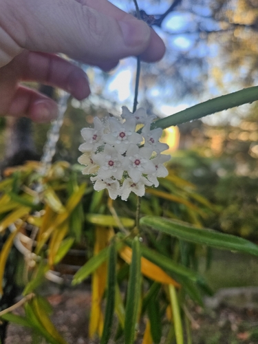 Hoya shepherdii Short ex Hook. 2
