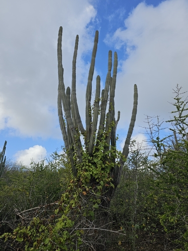 Mandacaru