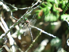 Somatochlora hineana