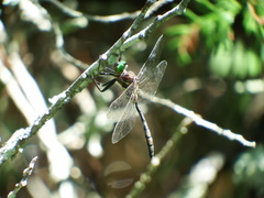 Somatochlora hineana