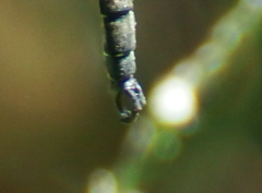 Somatochlora hineana