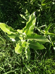 Asclepias speciosa
