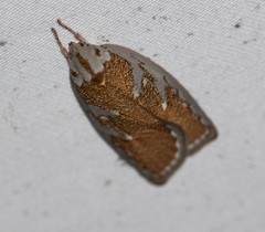 Euchaetis rhizobola