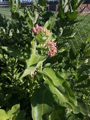 Asclepias speciosa