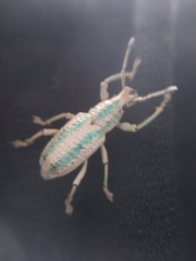 Compsus viridivittatus