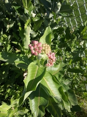 Asclepias speciosa