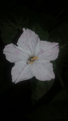 Mirabilis jalapa