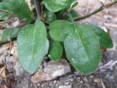 Pachycladon cheesemanii