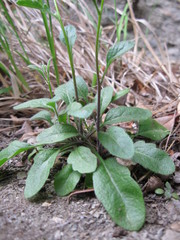 Pachycladon cheesemanii