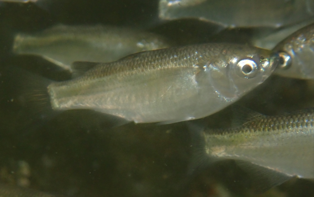 Snouted Mullet