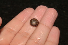 Steromphala umbilicaris