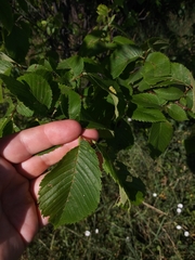 Ulmus americana