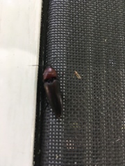 Parallelostethus attenuatus